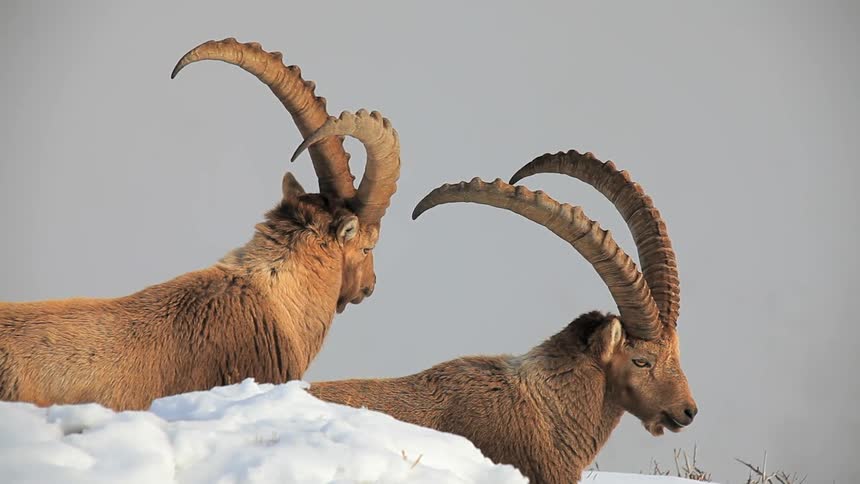 Two ibex are standing in a snow-covered area