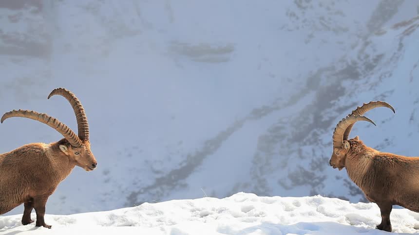 Two mountain goats standing on top of snow covered mountain