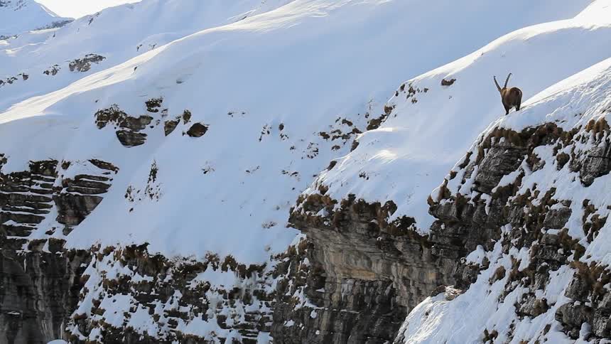 A horned animal walks along the snowy edge of a cliff