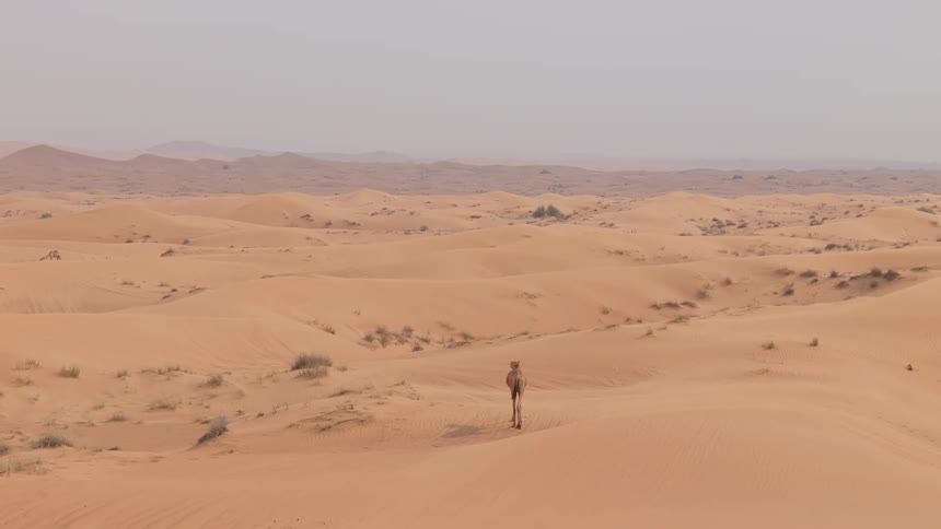 Camels wandering on the sand dunes of a vast desert