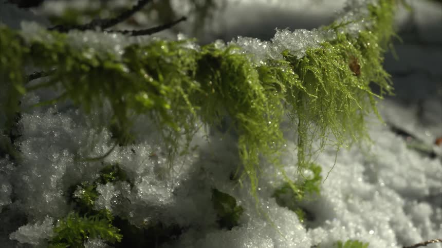 The hand of a child touching a snow covered green branch
