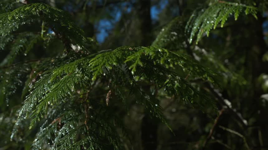 Trees in a rainforest are being rained on from the weather