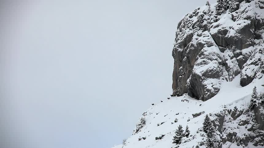 Mountain goats standing on a snow covered mountain
