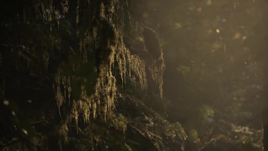 Mossladen branches drape in a sunlit forest where warm rays filter through the foliage illuminating the suspended greenery and creating a soft golden haze around every subtle detail and contour accentuating the natural textures