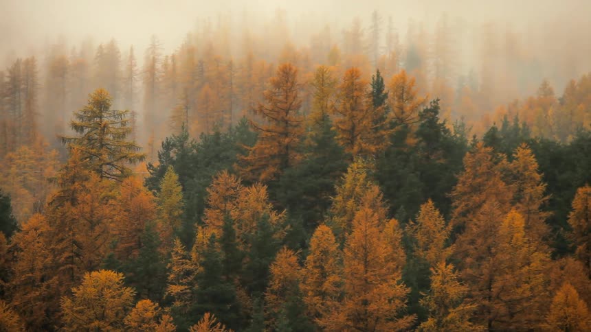 Fog hovers over a forest of trees showing autumn golds and greens