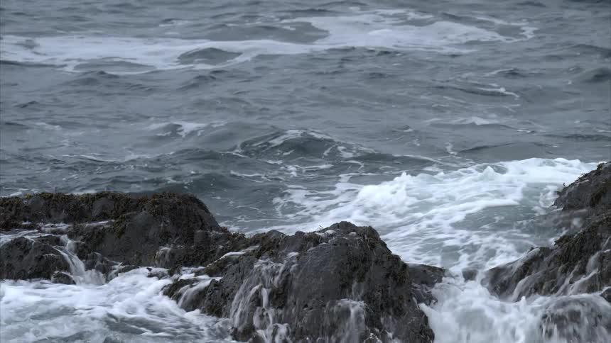 Waves crash onto dark rocks creating white bursts of foam that rise into the air while swirling water churns around seaweeddraped stones sending a subtle spray drifting along the rugged shoreline under a gray sky capturing the raw coastal energy