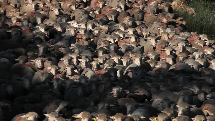 Large herd of sheep gathered very closely together