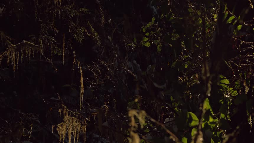 Water drips from plants in a jungle