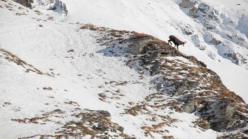 Two goats are moving around on a snow-covered mountainside