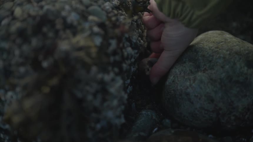 Close up of a childs hand grasping a seashell nestled among rocks