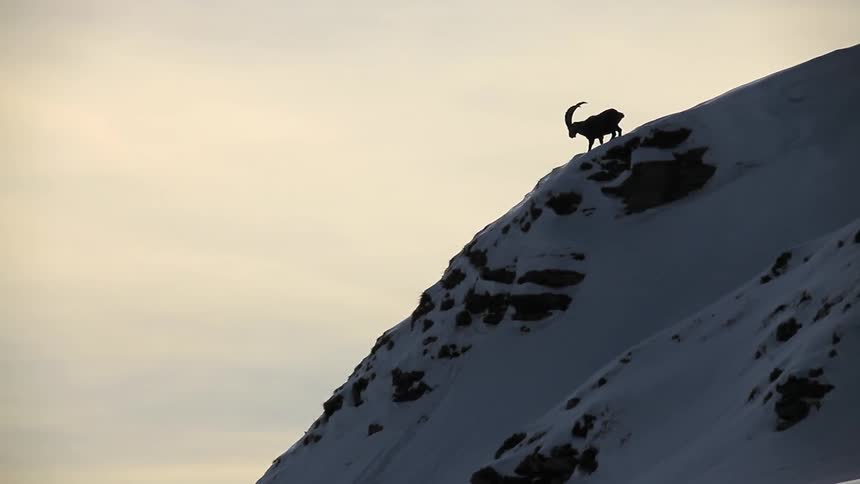 A sheep with big horn forages on a snow-covered mountainside