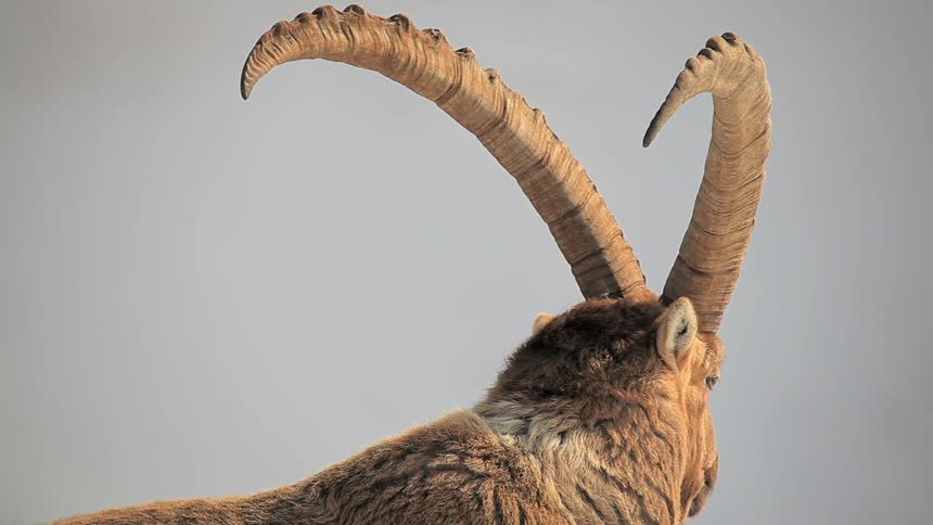 A sheep with big horns is standing still and looking into the distance