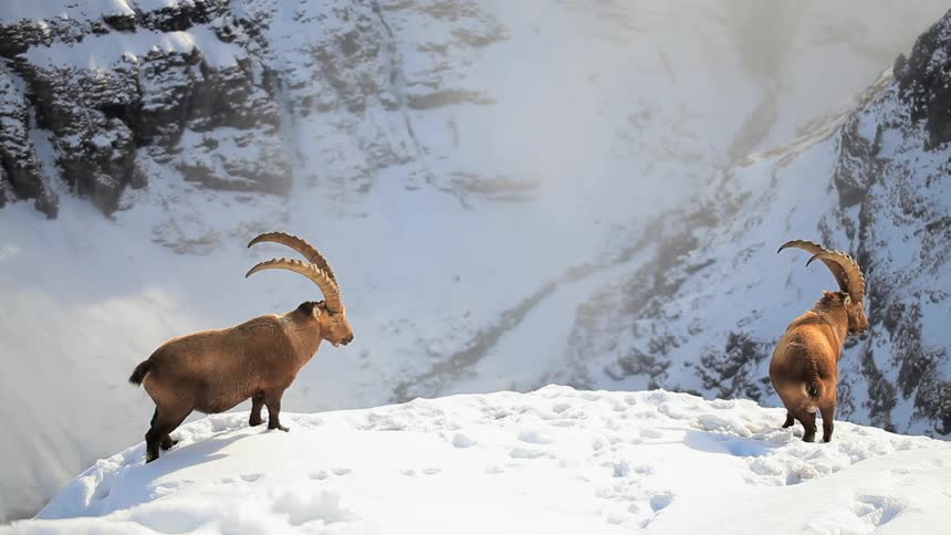 Two mountain goats standing on top of snow covered mountain