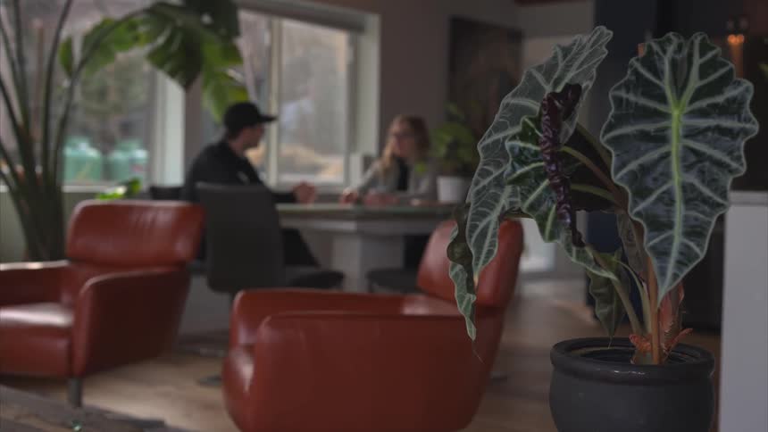 A clip of a room filled with flowered pot