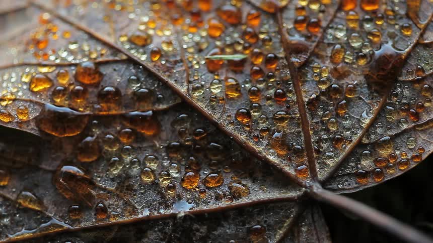 Dew drops on a brown leaf