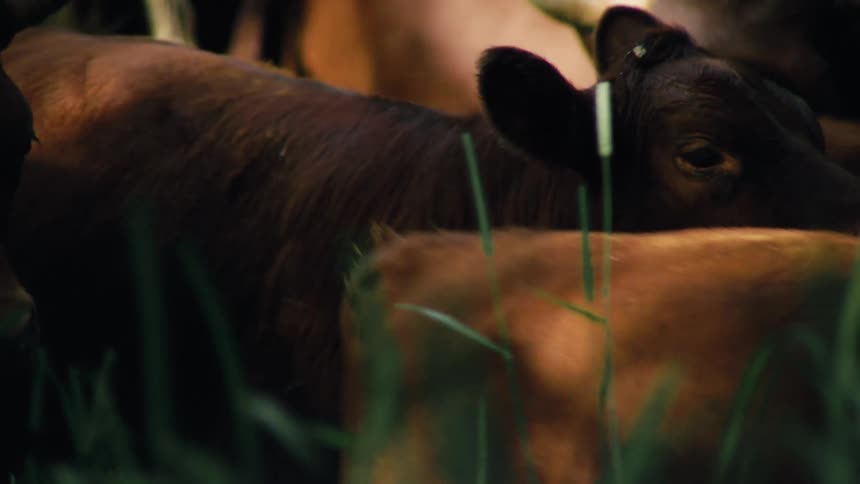 Cattle walking through a pasture and eating grass