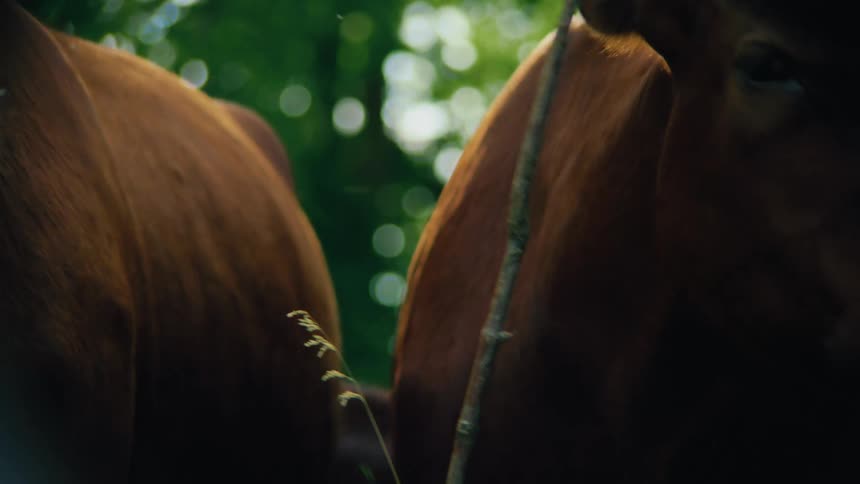 Outdoor cattle eating and chewing grass