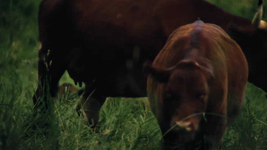 Young bulls graze in tall grass while a mature bull walks behind them in the late afternoonearly evening