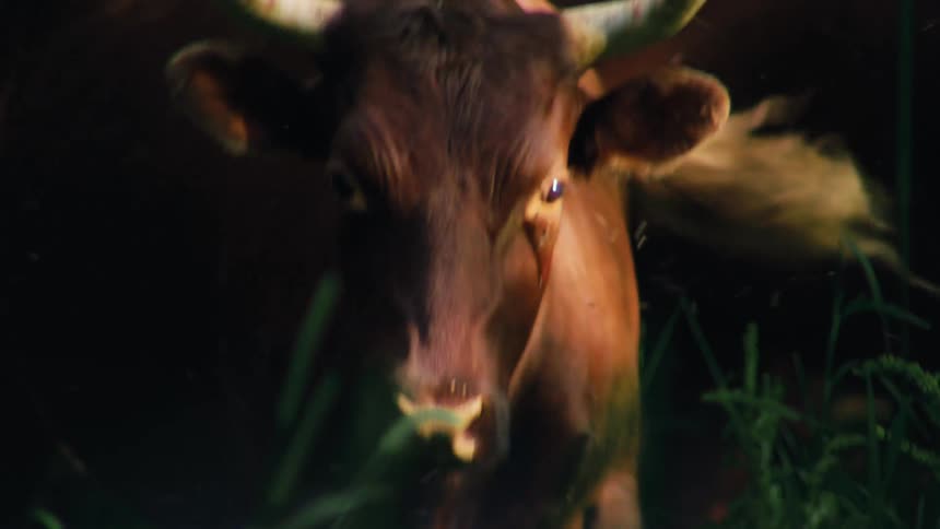A bull with prominent horns part of a larger herd surrounded by vegetation