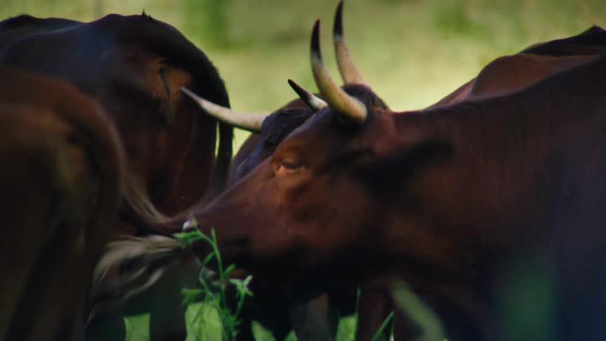 Multiple horned brown cattle stand closely together their heads and horns filling the frame as they graze on green plants with a softly blurred background suggesting a tranquil natural setting