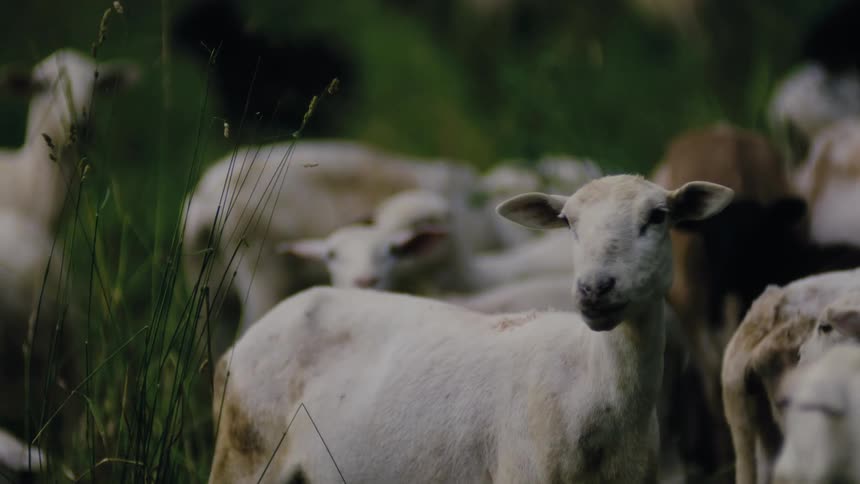A flock of sheep are grazing on grass