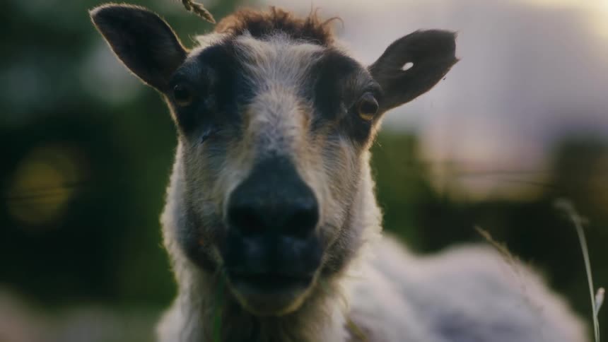 Close up of a calf outdoors in a field