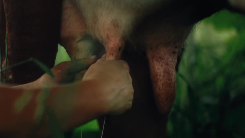 A person milks a cow