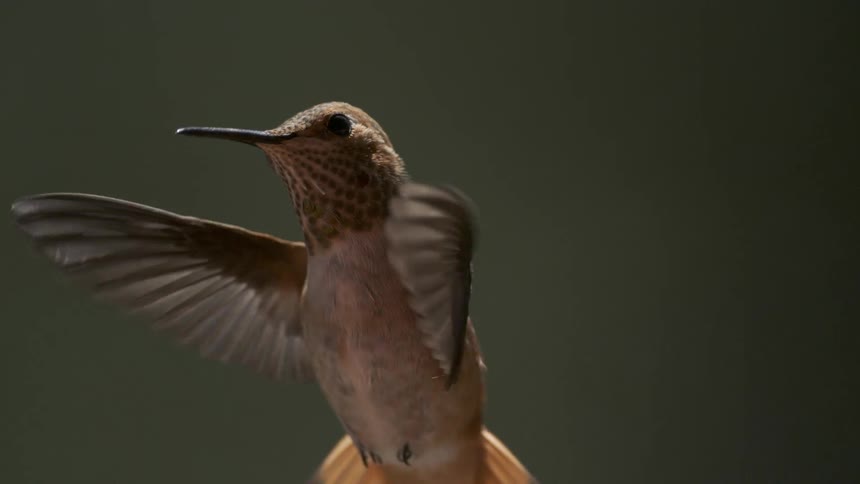 Close up of a hummingbird flapping its wings and flying