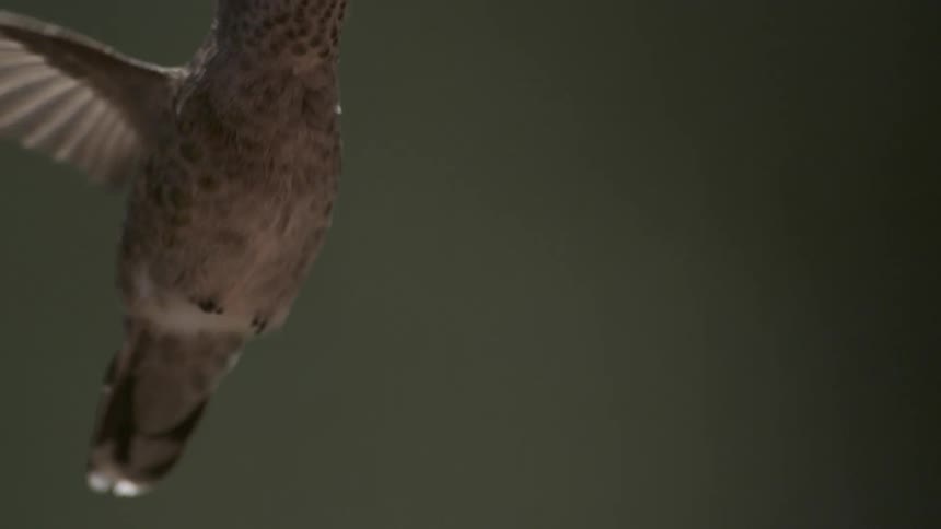 An annas hummingbird in flight with its wings outstretched against a blurred dark green background