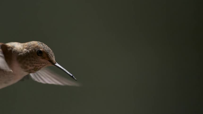 A footage of a bird flying
