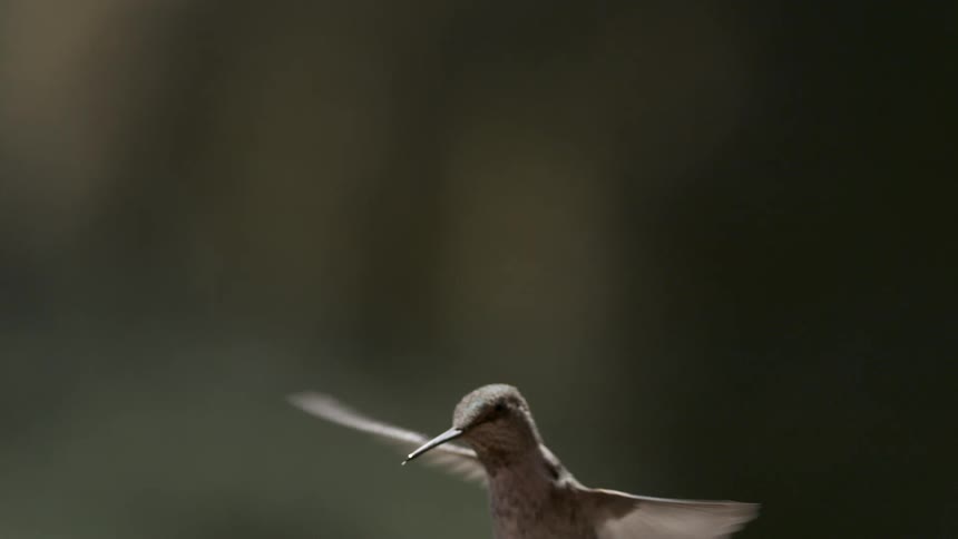 A gray hummingbird flies around a small area in slow motion