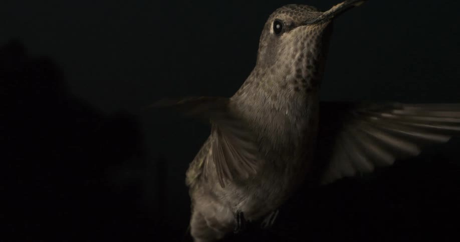 A bird flies in the air