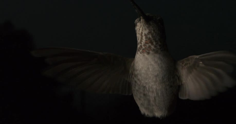 Extreme close up of humming bird flapping its wings mid flight at night