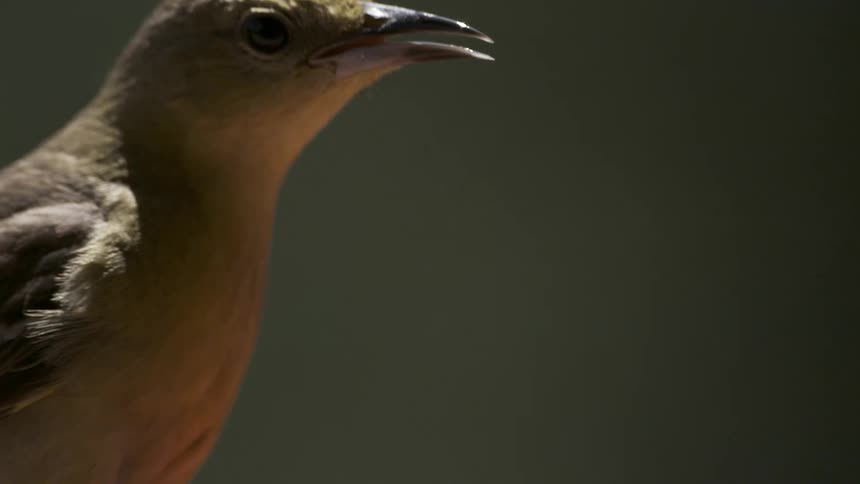 Water cuticles coming out of a hummingbirds beak