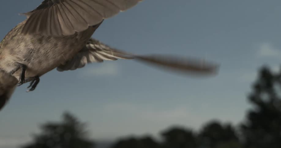 A hummingbird turns and flies away
