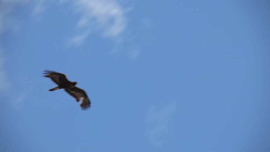 Hawk flying in front of white clouds and blue sky