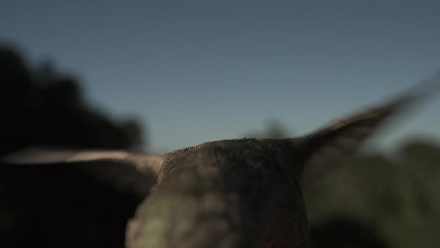 A humminbird stays in the same spot in the air