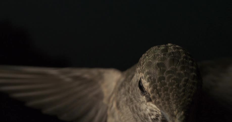 Close up of a hummingbird flapping its wings