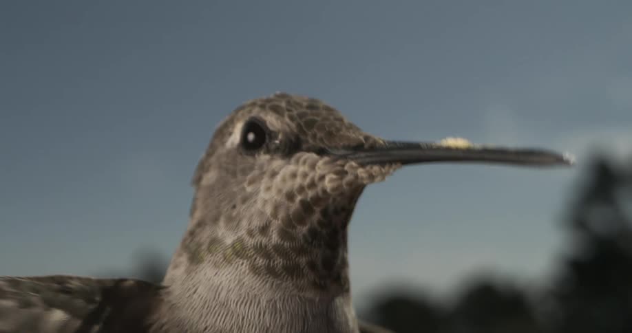 A footage of a bird flying