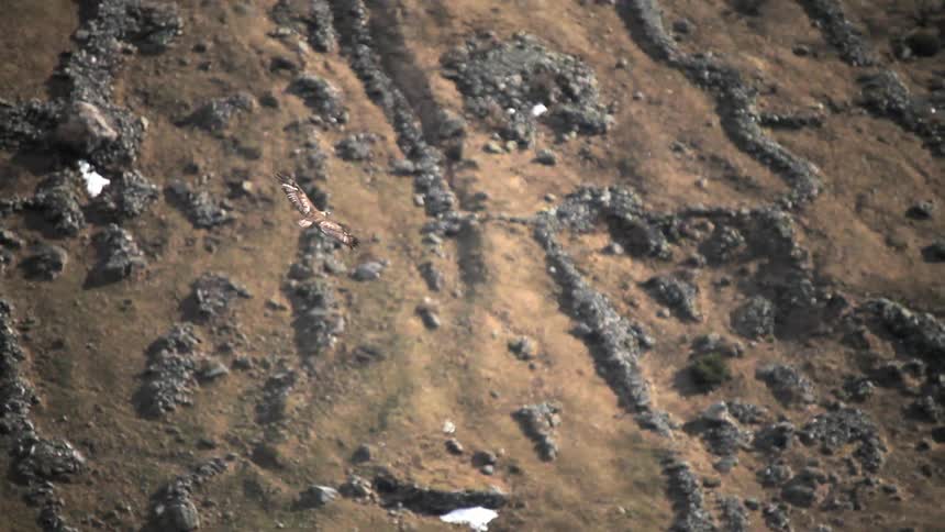 Hawk flying over wilderness