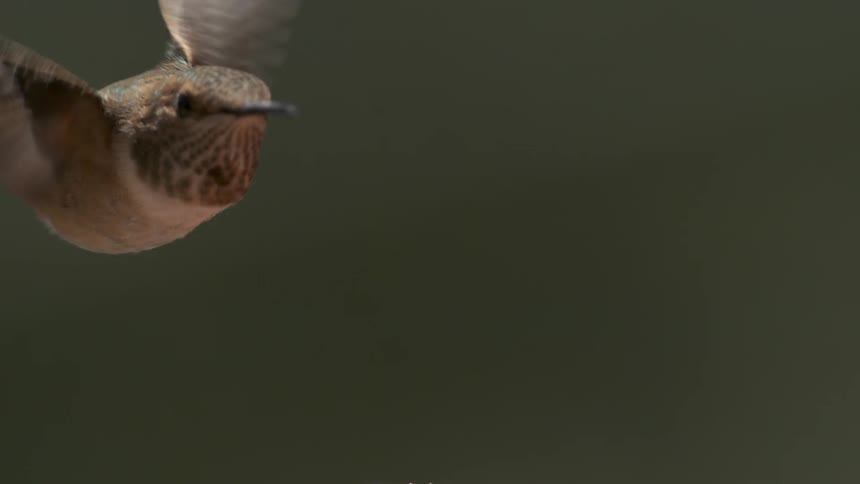 A close up of a hummingbird feeding and flying away