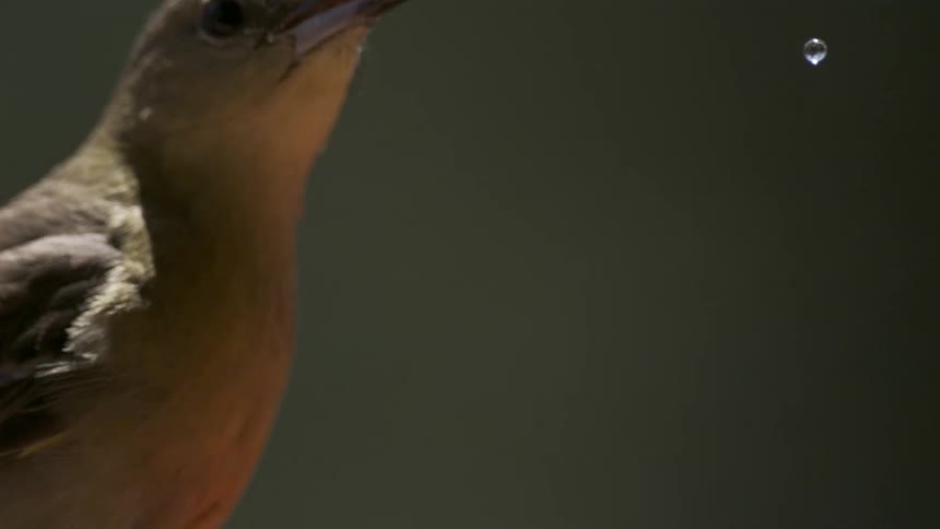 Water droplet flying from a hummingbirds beak