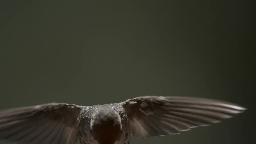 Hummingbird flaps its wings while moving up and down in the air