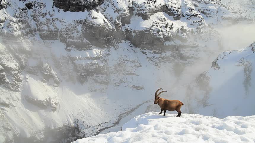 A sheep with big horns is standing on a ledge in snow-covered mountain range