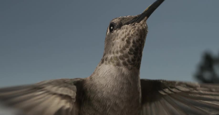 A hummingbird stays in one spot on the air as it looks up