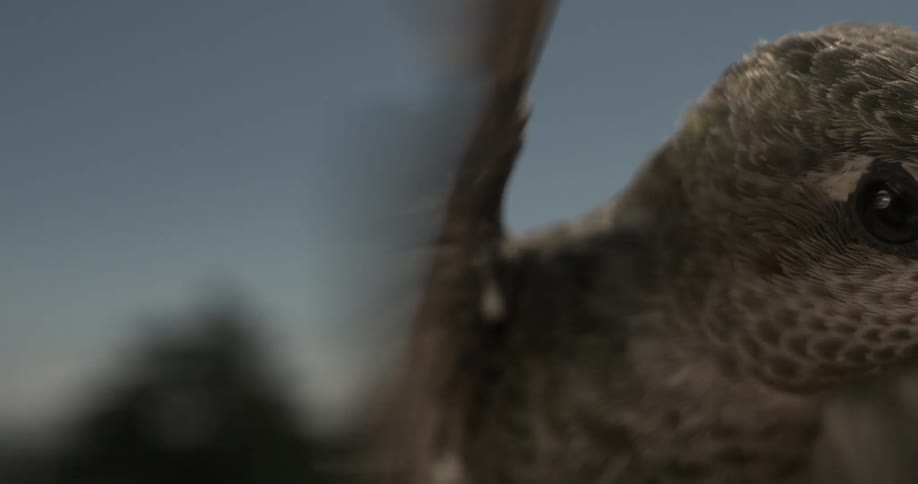 A gray hummingbird flaps its wings and hovers in mid air