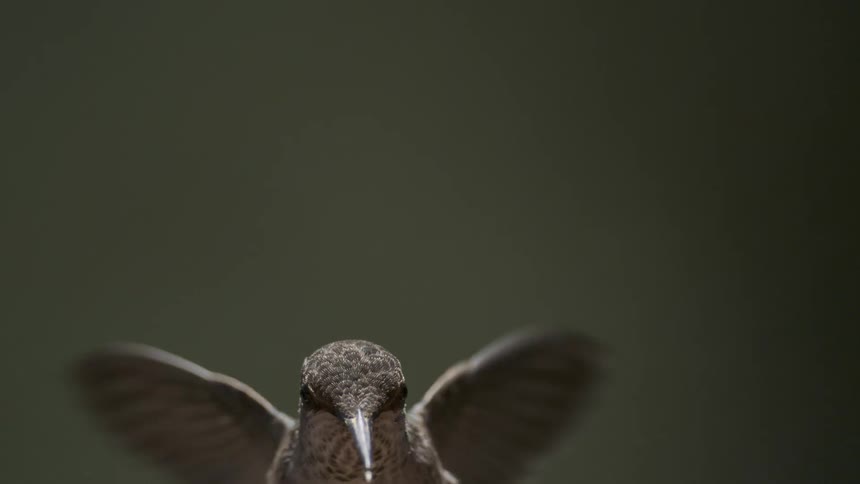 A hummingbird is flying down to approach a feeder against a green blurry background