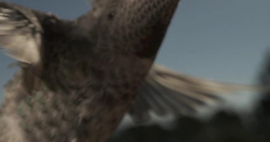 Close up of the wings and body of a hummingbird flying in place while feeding