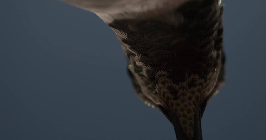 The feathers on the bird move
