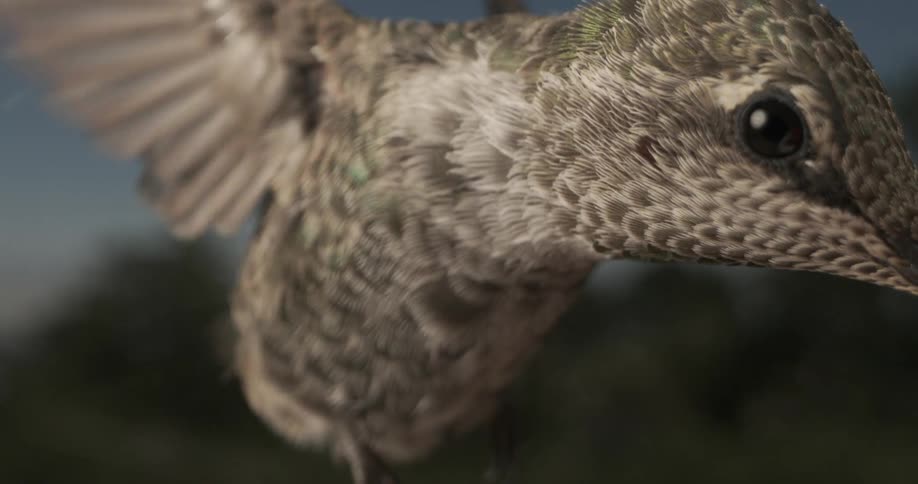 A hummingbird flies into the area